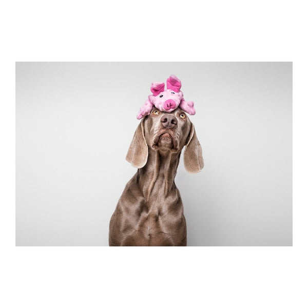 Gloria Dogmonsters Pinkki Possu Pehmolelu Koiralle