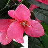 Grüne und rosa Kunstpflanze mit Topf Rhododendron Limpia 155 cm