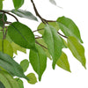 Kunstpflanze Bonsai-Ficus Hebert 60cm (im Topf)