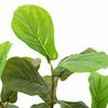 Vihreä keinotekoinen ficus tree Gustaf 48 Lehdet 165cm