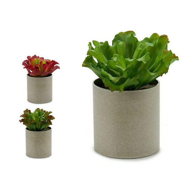 Ibergarden koristekasvi 20 x 25 x 20 cm (6 kpl)