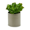 Ibergarden koristekasvi 20 x 25 x 20 cm (6 kpl)