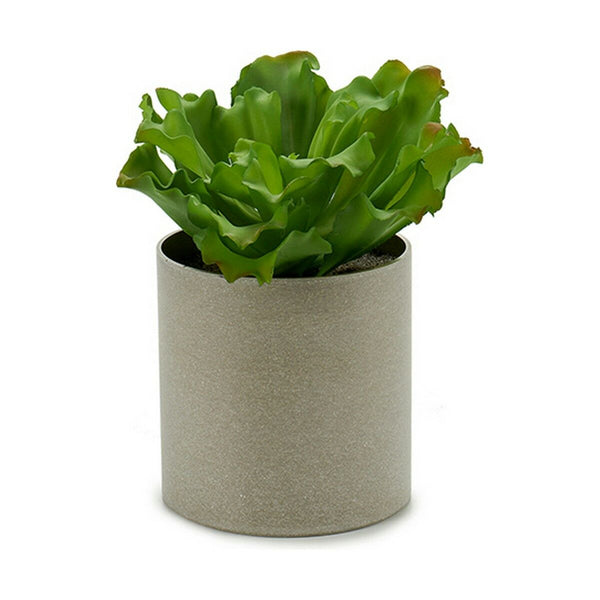 Ibergarden koristekasvi 20 x 25 x 20 cm (6 kpl)
