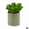 Ibergarden koristekasvi 20 x 25 x 20 cm (6 kpl)
