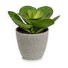 Ibergarden Koristekasvi Muovinen 18 cm, 6-osainen