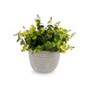 Ibergarden Koristekasvi Muovinen 21 cm