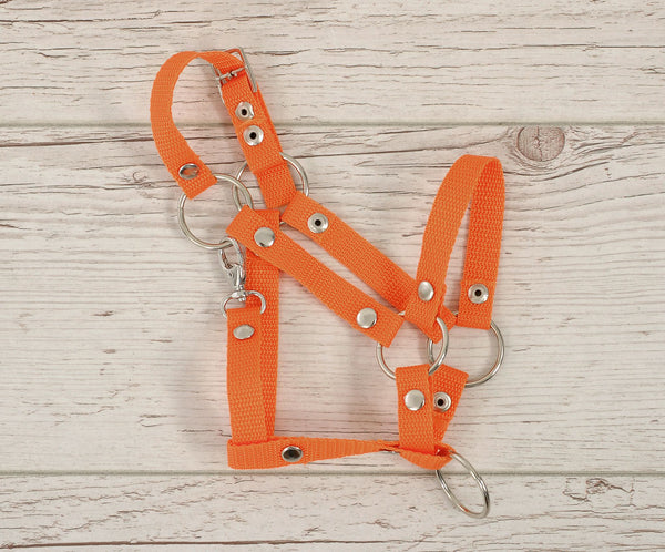 Steckenpferd-Gurt A3 – Orange